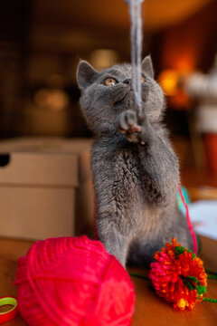 Funny cat tangled in knitting wool