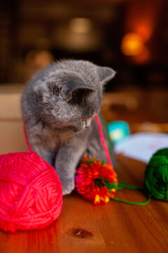 Grey kitty playing with wool bobbins
