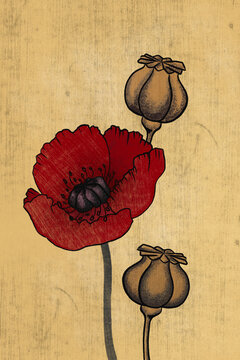 Poppy flowers and seedheads