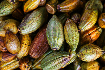 Cacao or  Cocoa pods background