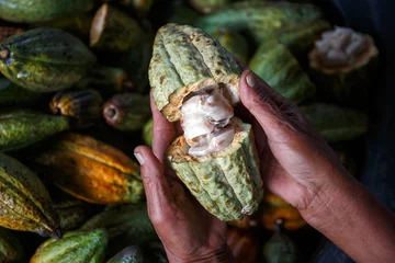 Fotobehang farmer hand holding opened raw fresh cacao  pod with white seeds © nutt