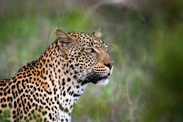 Fototapeta na wymiar Portrait of leopard in Sabi Sand
