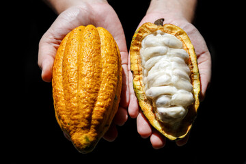 farmer hand holding opened raw fresh cacao  pod with white seeds in side