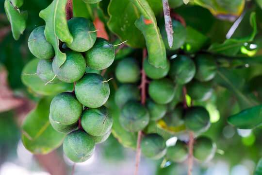 unripe green Macadamia integrifolia or Macadamia nut hanging on a tree