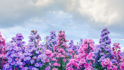 Obraz premium purple Margaret Flowers Fields with sky and clouds background