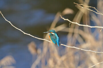 川べりの小枝につかまりたたずむカワセミ