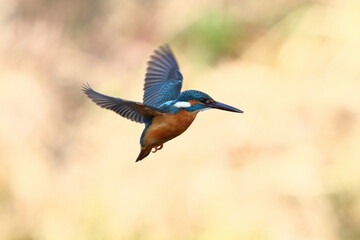 川辺でホバリングするカワセミ