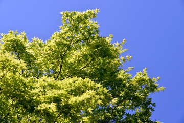 青紅葉　葉模様