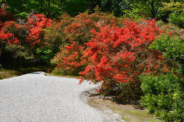 曼殊院　大書院の庭園　京都市左京区