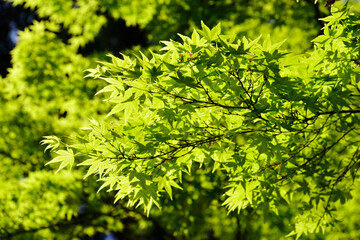青紅葉　葉模様
