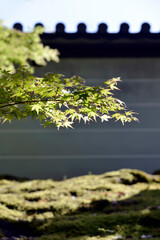 Naklejka premium 曼殊院 外壁の新緑 京都市左京区