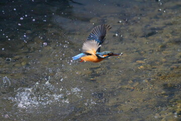 小魚を捕獲して離水するカワセミ