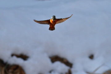 雪の川辺でホバリングするカワセミ
