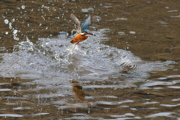 子魚を捕獲して離水するカワセミ