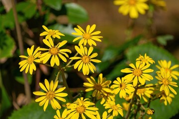 光を浴びて輝く満開の黄色いツワブキの花