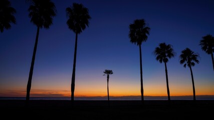 夜明け前のワシントンヤシの幻想的な情景＠淡路島、兵庫