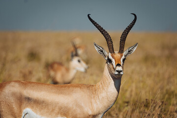 Grant gazelle in serengeti