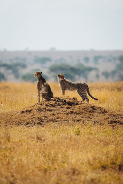 Cheetah in Serengeti