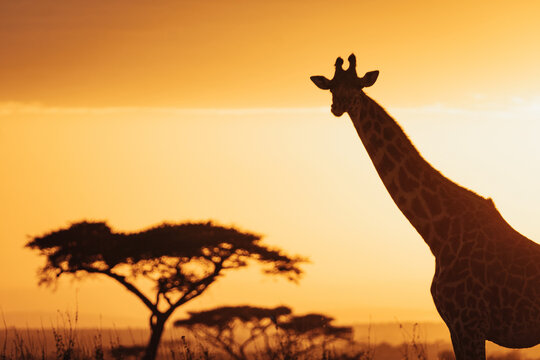 Fototapeta Silhouette of giraffe in Tanzania.