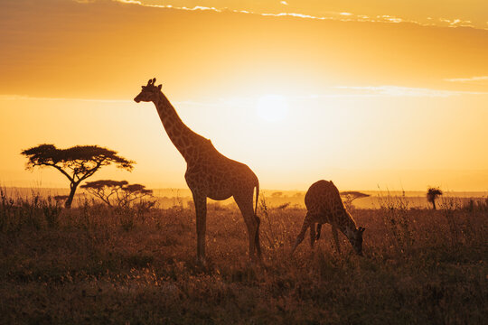 Silhouette of giraffe in Tanzania.