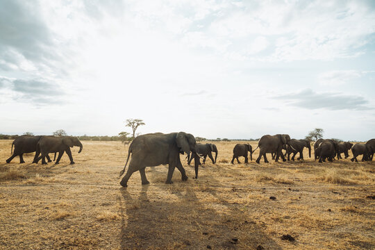 Fototapeta Group of elephants in a safari.