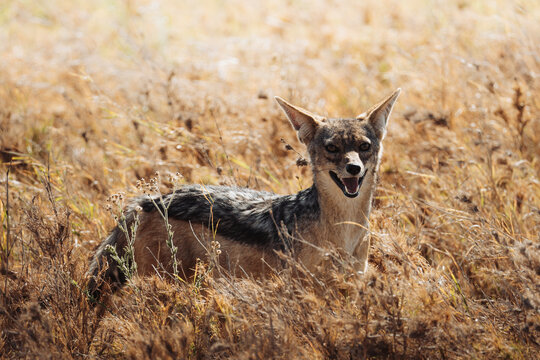 Wild jackal coyote