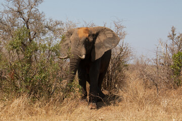Obraz premium Male African Elephant bull in the bush Kruger National Park in South Africa RSA