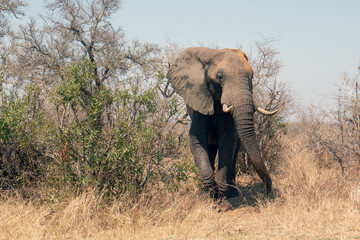 Male African Elephant bull emerging from the bush in Kruger National Park in South Africa RSA