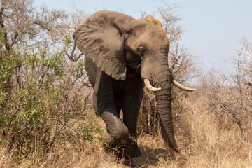 Naklejka na ściany i meble Male African Elephant bull in the bush Kruger National Park in South Africa RSA