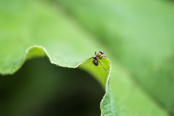 ant climbing on a leaf