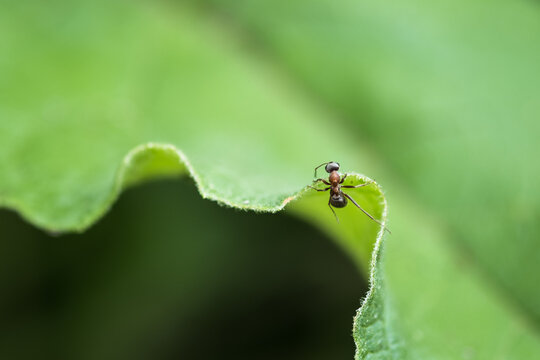ant on leaf
