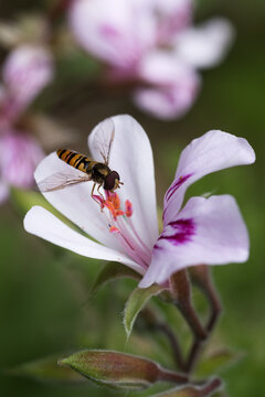 pollinator in citronella flower