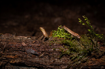 Salamandra Chinanteca