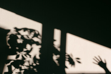 Shadow of plants and human hand