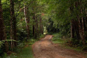 Caminos