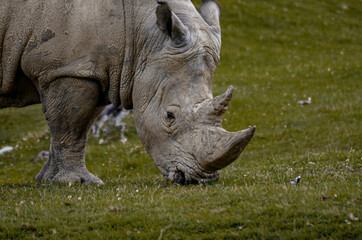 white rhino walking