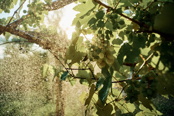 green leaves garden grapes watering summer agriculture