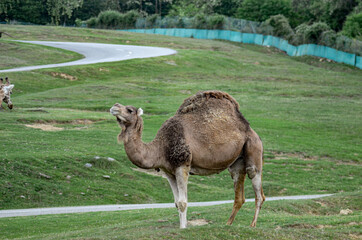 camel in the zoo
