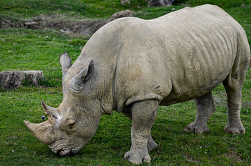 Fototapeta premium rhino in the zoo