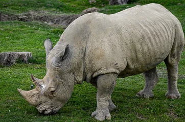 Foto op Plexiglas rhino in the zoo © gkalonso