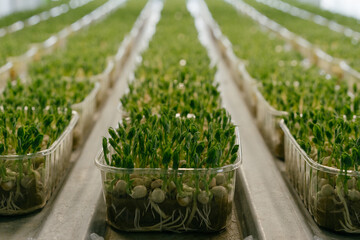 Young sprouts of microgreens