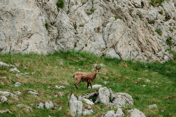 Chamois In The Wilderness 