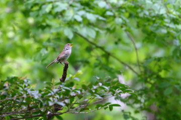 新緑の小枝にとまり美しい声で鳴く鶯