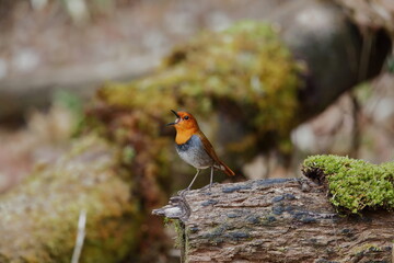 苔むす倒木で鳴く小鳥コマドリ