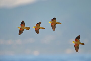 群れで飛ぶアオバト