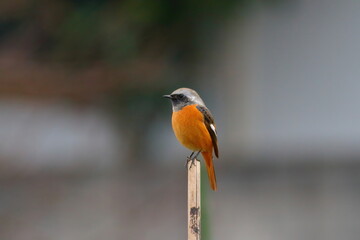 小枝にとまる冬鳥のジョウビタキ