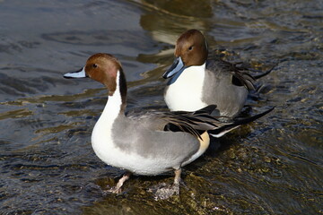 川辺にたたずむオナガガモ