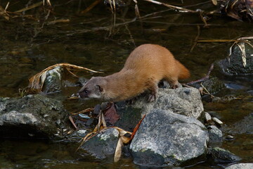 川辺にひょっこり現れたイタチ