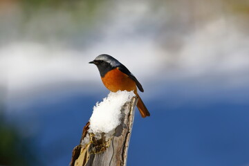 雪が積もった枯れ木にとまる冬鳥のジョウビタキ