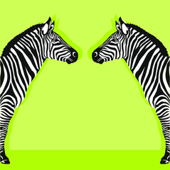 Fototapeta na wymiar zebra animal with black and white stripes, vector illustration